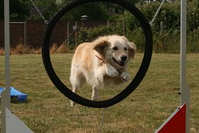 Bild der Petition: Öffnung der Hundeschulen