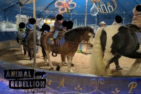 Bild der Petition: Oldenburger Feste ohne Ponykarussells - Leid der Ponys beenden!