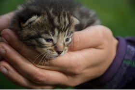 Bild der Petition: Online-Verkauf von Welpen und KItten stoppen!
