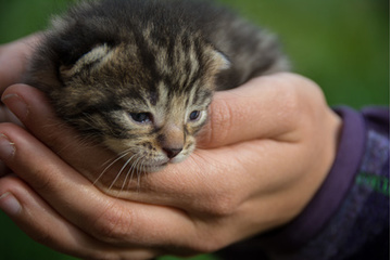 Bild der Petition Online-Verkauf von Welpen und KItten stoppen!