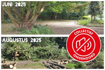 Image de la pétition Open Brief: Bescherm de Antwerpse bomen, koester het groen in onze stad.
