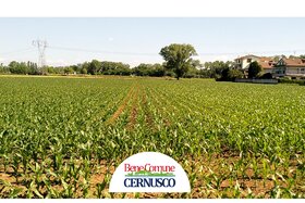 Afbeelding van de petitie: P.A. Cevedale - Bassano: salviamo l'ultimo terreno agricolo dal cemento