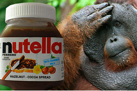 Poza petiției:Palmöl, nein Danke! Aufklärung und Umdenken von Verbrauchern und Industrie = Rettung der Regenwälder