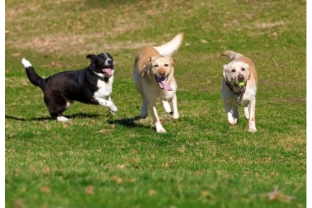 Foto e peticionit:Papenburg braucht eine öffentliche Freilauffläche für Hunde