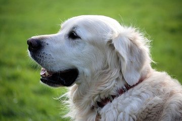 Afbeelding van de petitie Parco Per Cani Aperto 24h Su 24