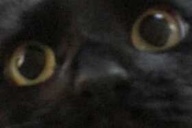 Bild der Petition: Paul aus dem Discord kicken