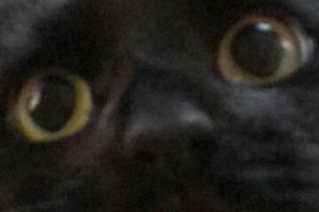 Bild der Petition Paul aus dem Discord kicken