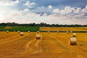 Image de la pétition Petition gegen die Versiegelung und Bebauung Landwirtschaftlicher Flächen