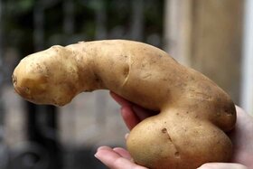 Bild der Petition: Penis Kartoffel als Bild für unsere Gruppen nehmen