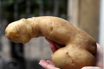 Bild der Petition Penis Kartoffel als Bild für unsere Gruppen nehmen