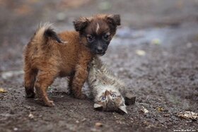 Photo de la pétition :Петиция об ужесточении наказаний по статье 245 "Жестокое обращение с животными"