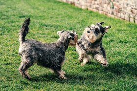Foto della petizione:Peticija za uređenje parka za pse u Voltinom - za skladan suživot pasa i ljudi