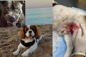 Εικόνα της αίτησης: Pétition exigeant l'intervention de Mr le Maire suite aux agressions par un chien dangereux à Cannes