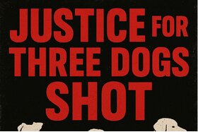 Image of the petition: Petition For Justice For Three Dogs Shot Inhumanely By Piet Geldenhuys