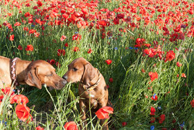 Bild der Petition: Petition für eine Hundewiese in Freiberg