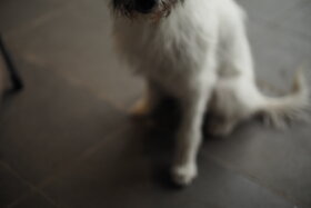 Image of the petition: Petition für Strengere Hundehaltung und Verbot Genetisch Problematischer Rassen