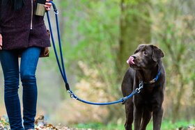 Bild der Petition: Petition gegen das generelle Hundeverbot auf den städtischen Friedhöfen in Bochum