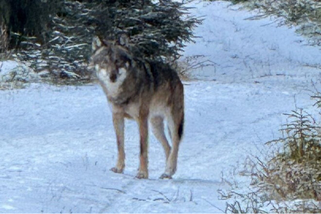 Bild der Petition Petition gegen den Abschuss des Wolfs GW2672 in Baden-Württemberg