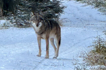 Bild der Petition Petition gegen den Abschuss des Wolfs GW2672 in Baden-Württemberg