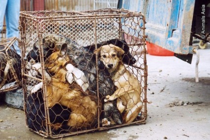Bild der Petition: Petition gegen entsetzliche Tierquälerei in China-STOPPT die Chinesische Massenschlachtung u. Tierqu