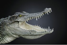 Picture of the petition:petition to release Crocodiles into uk waterways