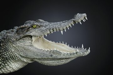 Imagen de la petición petition to release Crocodiles into uk waterways