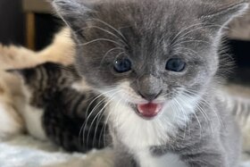 Изображение петиции: Petition: Verlässliche staatliche Grundförderung für Tierheime in Deutschland