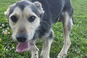 Bild der Petition: Petition zum Erhalt unserer Hundepension