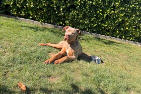 Bild der Petition: Petition zur Abschaffung der Rasseliste für Hunde in Rheinland-Pfalz