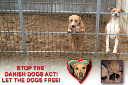 Bild der Petition: Petition zur Abschaffung des Dänischen Hundegesetzes und Freilassung von Nala