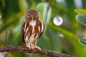 Εικόνα της αίτησης: Petition zur Änderung der Satzung „Örtliche Bauvorschriften zu Einfriedungen §2“ in  76593 Gernsbach