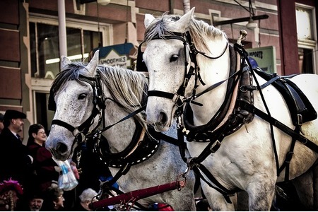 Foto da petição:Конете и други животни нямат място на карнавалните паради