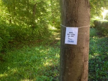 Bild der Petition: PFLEGEN STATT RODEN - Stoppt die Baumfällungen am Greifswalder Stadtwall