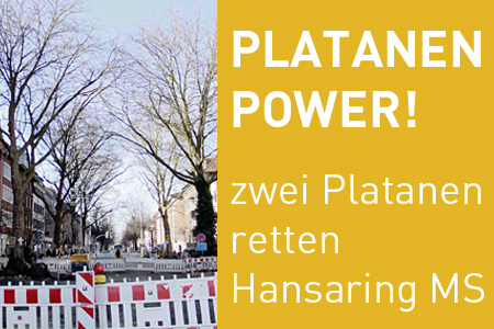 Bild der Petition: Platanenpower – Erhalt zweier Platanen am Hansaring Münster