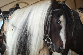 Obrázek petice: Ponyreiten auf der Herbstwoche Lippstadt einstellen