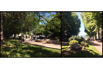 Bild der Petition Pour la sauvegarde du patrimoine arboré urbain