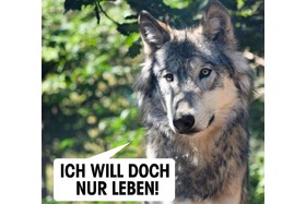 Малюнок петиції:Wolf (Dani) GW924 leben lassen!