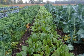 Bild der Petition: Professur für Gemüsebau/Gartenbau