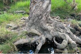 Picture of the petition:Proposed naming of a creek in Keilor/Keilor Downs as “Bungarim Creek”