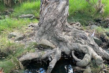 Imagem da petição Proposed naming of a creek in Keilor/Keilor Downs as “Bungarim Creek”