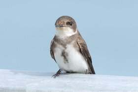 Image of the petition: Works postponed***Protect Greystones, North Beach, Sand Martins, postpone repairs to September