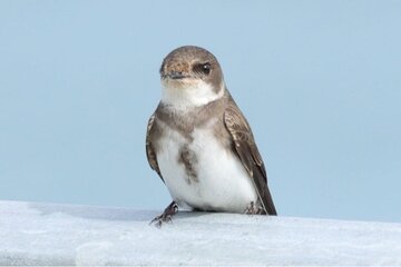 Image of the petition Works postponed***Protect Greystones, North Beach, Sand Martins, postpone repairs to September