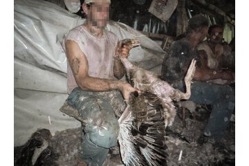 Imagen de la petición Protect our Geese and Save Badminton