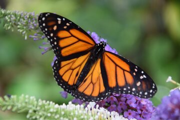 Image of the petition Putting Monarch Butterfly on top of ESA list