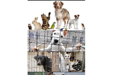 Bild der Petition: Quarantänestation für Tierheim Glüder