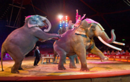 Bild der Petition Radio Paradiso ! Kein Support für Tierleid durch Werbung -Zirkus ist kein Spaß für Tiere
