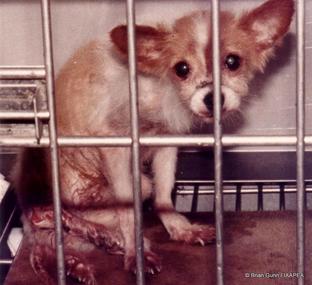 Foto e peticionit:REACH stoppen! Keine Tierversuche fuer eine verfehlte europaeische Chemikalienpolitik.