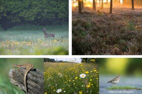 Obrázok petície: Red het Drongengoed: Geen militaire kazerne in beschermd natuurgebied!