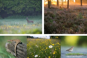 Afbeelding van de petitie Red het Drongengoed: Geen militaire kazerne in beschermd natuurgebied!