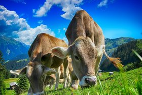 Image of the petition: Regionale Unterstützung der Landwirte: Keine Strafen für "falsches" Verhalten der Kühe auf der Weide